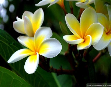 Plumeria Wallpaper Hd Wallpapers Collection