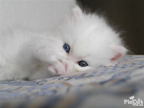 White Kitty Babies Pets And Animals Photo 16745220 Fanpop