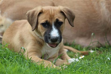 Fred The Mixed Breed Puppy Needs A New Home Dawg