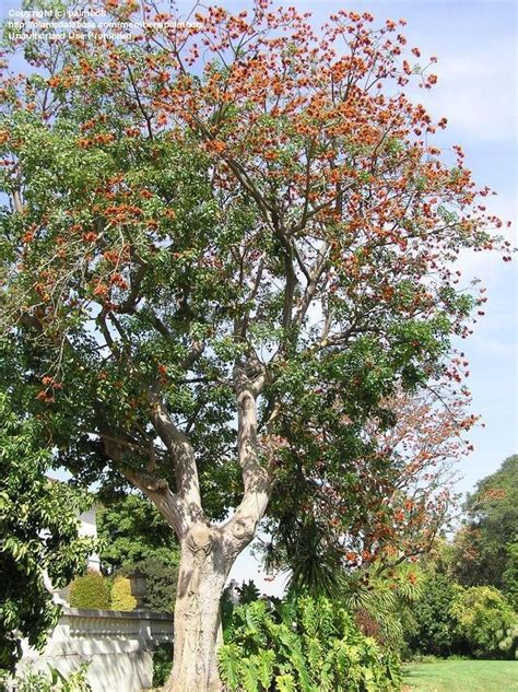 Plantfiles Pictures Erythrina Species Coral Tree Bucayo Erythrina