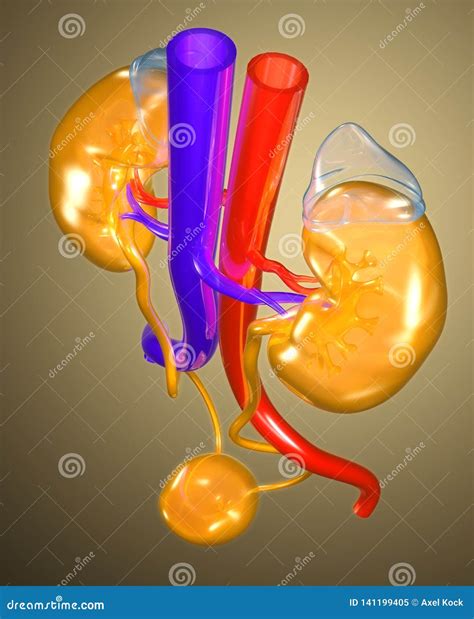 Kleurrijke Urine Vrouwelijke Urinelandstreek Medisch Illustratie Stock Illustratie