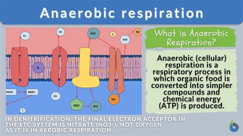 Anaerobic Metabolism Vs Aerobic Metabolism