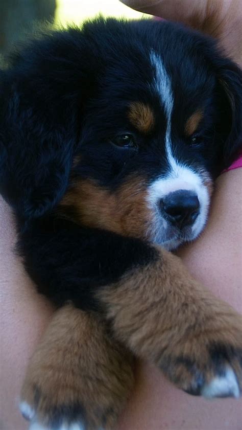645 Best Bernese Mountain Dogs Images On Pinterest