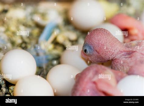 Baby Parakeets With Eggs Hi Res Stock Photography And Images Alamy