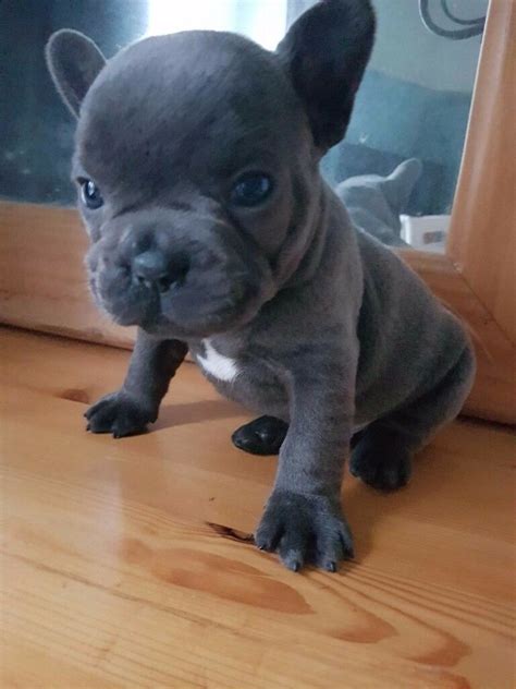 French bulldogs have erect bat ears and a charming, playful disposition. Truly outstanding blue french bulldog puppies for sale ...