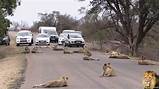 Kruger Park In South Africa Pictures