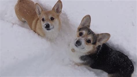 Corgis Playing In The Snow Youtube