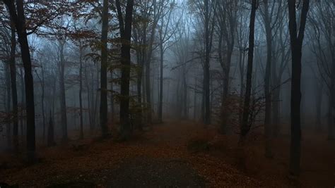 Dark Moody Foggy Forest During Stock Footage Video 100