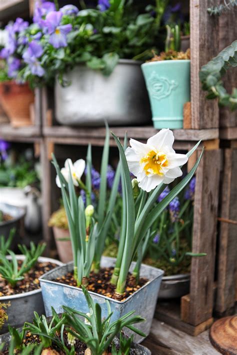 Check spelling or type a new query. signs of spring - flowering bulbs | Spring flowering bulbs ...
