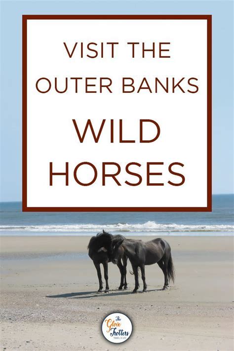 Where To See Wild Horses On The Outer Banks The Glovetrotters