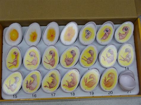 Chart For Chicken Eggs Incubating Chicken Eggs Hatching Chickens