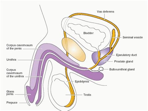 Sperm And Egg Transport Fertilization And Implantation Obgyn Key