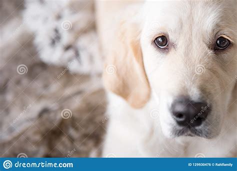 Female Golden Retriever Puppy Dog With Loving Eyes Stock