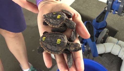 Brevard Zoo Takes In Baby Turtles With Images Brevard Zoo Baby