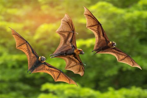 Vampire Bats Hunt For Food With Their Friends