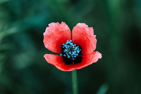 Blooming Red Flowers · Free Stock Photo