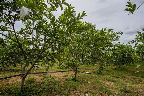 Still want to plant a fruit tree this year? What Does Guava Taste Like? (Nov. 2020) The Tropical Fruit ...