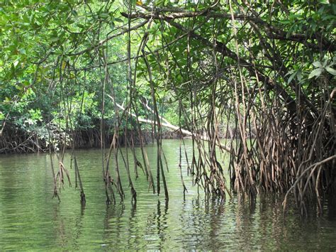 Beautiful nipah palm forest fringing a river in malaysia, about a kilometer from the coast. Mark McGinley's Fulbright in Malaysia: Mangroves
