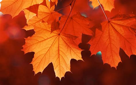 This Company Will Give You 1 For Every Fall Leaf You Send
