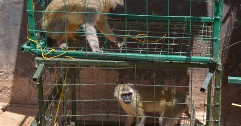 Muranga Farmers Demand Compensation From Monkey Invasion Kenya News