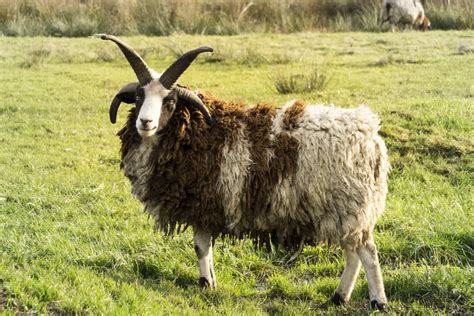Jacob Sheep Breed Information Excellent Wool Producing Sheep With