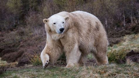 Polar Bear Victoria Off Show In Case Pregnant Bbc News