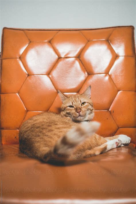 Orange Cat Sleeping On Orange Sofa By Stocksy Contributor Chalit