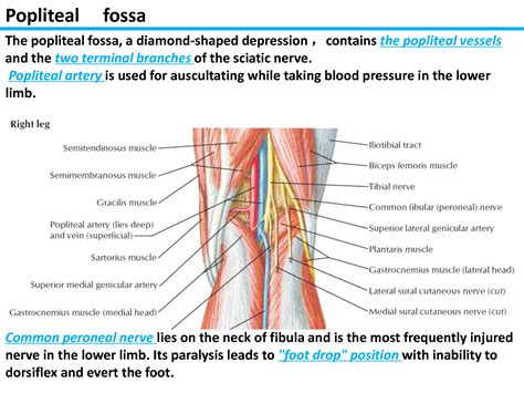 Solution Popliteal Fossa Anatomy Studypool