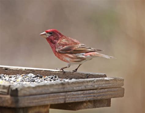 17 Common Birds In Indiana With Pictures