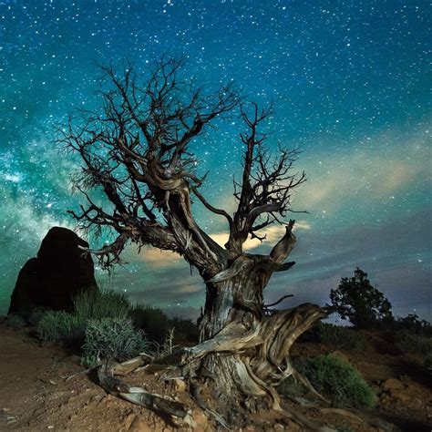 35 Cool Photos Showing Inspiring Trees You Must See