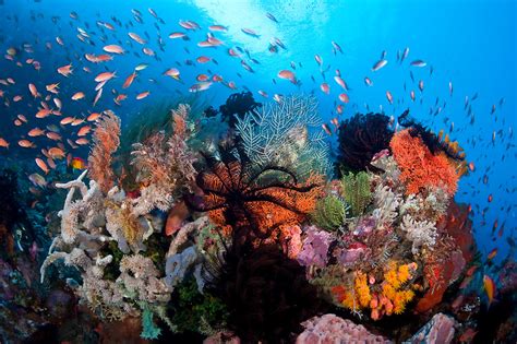 Coral Reef In Komodo National Park Indonesia Michael