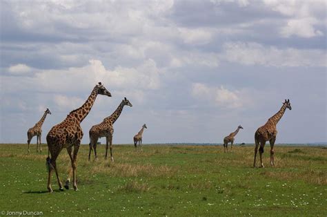 East Africa Safari Guide Over 30 Safaris Done