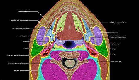 Suprahyoid And Infrahyoid Neck Overview Radiology Key