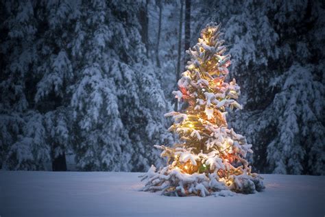 Christmas Forest Wallpapers Top Free Christmas Forest Backgrounds