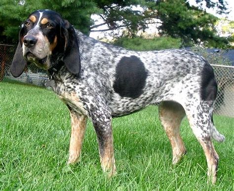 The Bluetick Coonhound The Academic Hound
