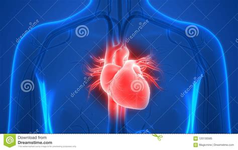 Anatomie De Coeur D'appareil Circulatoire D'organes De Corps Humain ...