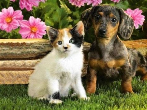 Closeup portrait of cute young tabby kitten and puppy looking into camera. Funny & Cute Cats: Cute Cats and Dogs Together Pictures