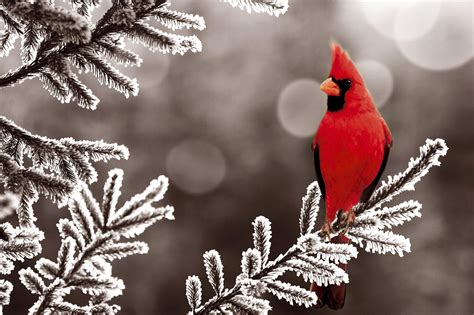 Cardinal Birds In Snow Wallpaper Images