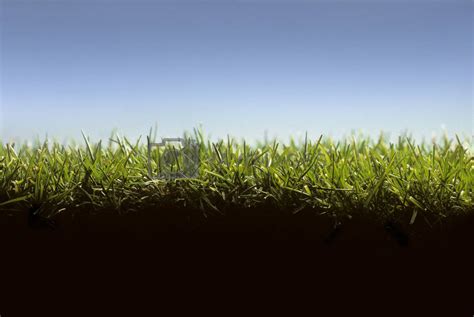 Cross Section Of Lawn Showing Grass At Ground Level By Balefire9
