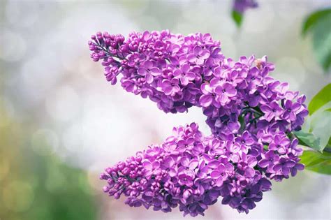23 Beautiful Types Of Lilac Trees Progardentips