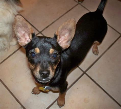 Chipin Dog Miniature Pinscher Chihuahua Mix Info Pictures Puppies