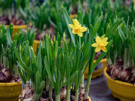 Tips And Information About General Bulb Care Gardening Know How