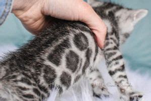 Bengal kittens for sale _. Pin en Cataratas del niagara