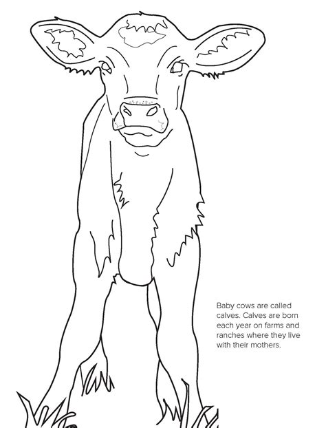 Calf Baby Cow Coloring Pages Coloring Page Cow Animals Farm