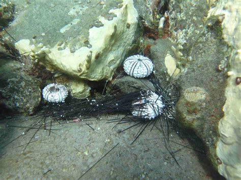 Sea Urchin Workshop Supports Caribbean Coral Reef Recovery