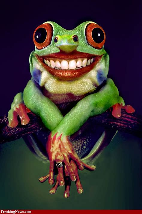 Mutant Frog Frog Pictures Funny Frog Pictures Funny Frogs
