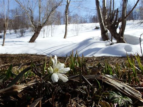 Spring Thaw 1080p 2k 4k 5k Hd Wallpapers Free Download Wallpaper Flare