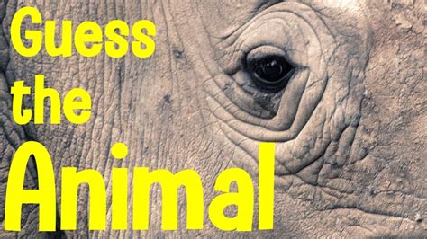 Guess The Animal By Close Up Quiz Can You Guess The Animal From The