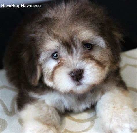 Smooreaussies are bred for moderate energy that is biddable, sensible, loyal, and easy to live with. HavaHug Havanese Puppies - HavaHug Havanese Puppies of ...