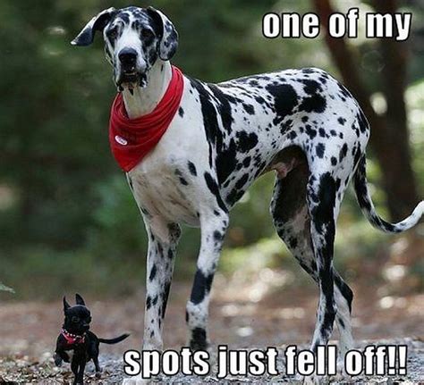 12 Best Great Dane Memes Of All Time